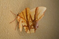 Trotocraspeda divaricata