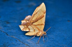 Trotocraspeda divaricata