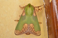 Parasa pastoralis