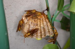 Polistes japonicus