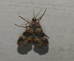 Elophila occidentalis
