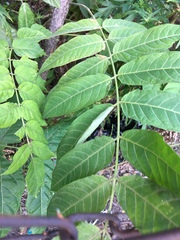 Ailanthus altissima