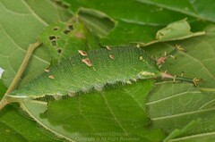 Hestina assimilis