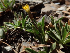 Raillardella scaposa