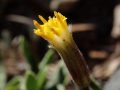 Raillardella scaposa