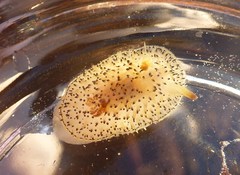 Acanthodoris rhodoceras