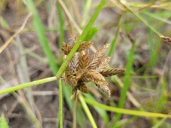 Cyperus diandrus