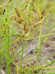 Cyperus diandrus