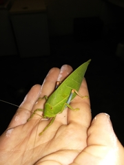 Zabalius ophthalmicus