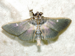 Apilocrocis brumalis