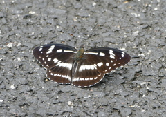 Limenitis misuji