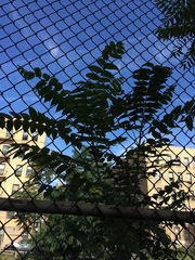 Ailanthus altissima
