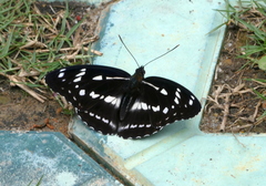 Limenitis misuji