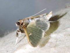 Apilocrocis brumalis