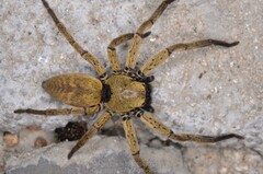 Thelcticopis severa