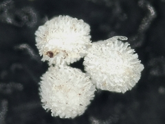 Isoetes echinospora