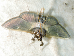 Apilocrocis brumalis