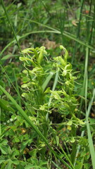 Habenaria repens