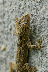 Hemidactylus