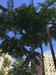 Ailanthus altissima