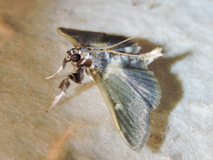 Apilocrocis brumalis