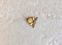 Eulepidotis julianata