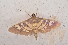 Uresiphita quinquigera