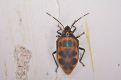 Tetrarthria variegata