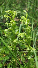 Habenaria repens