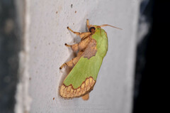Parasa pastoralis