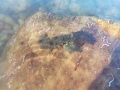 Apostichopus japonicus