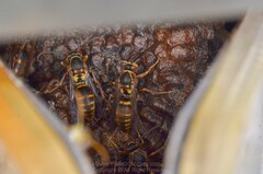Polistes mandarinus