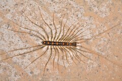 Thereuopoda clunifera