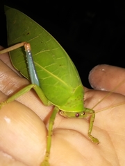 Zabalius ophthalmicus