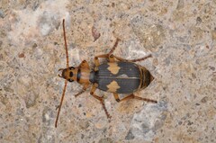 Pheropsophus jessoensis