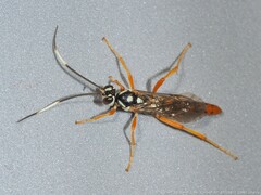 Cratichneumon w-album