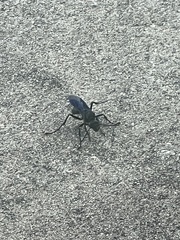 Sphex pensylvanicus