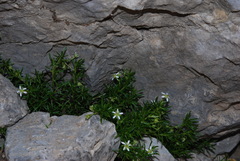 Moehringia ciliata