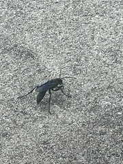 Sphex pensylvanicus