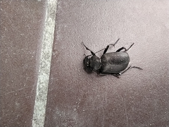 Calosoma denticolle
