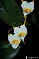 Masdevallia constricta