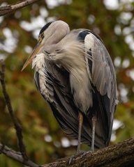 Ardea cinerea