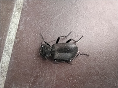 Calosoma denticolle