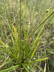 Xyris ambigua