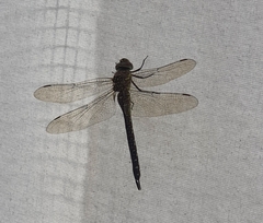 Aeshna mixta
