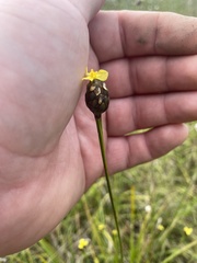 Xyris ambigua