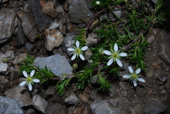 Moehringia ciliata