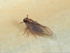 Muellerianella laminalis