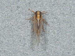 Muellerianella laminalis