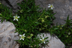 Moehringia ciliata